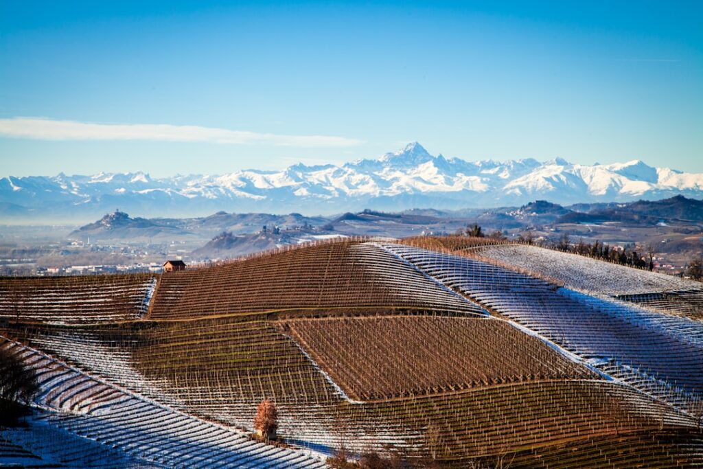 Filari del vigneto di Barbaresco nella nebbia mattutina