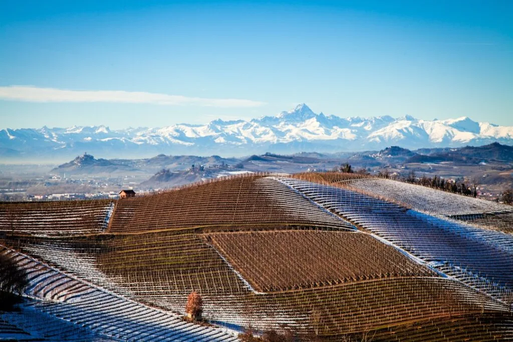 Barbaresco vineyard rows morning mist