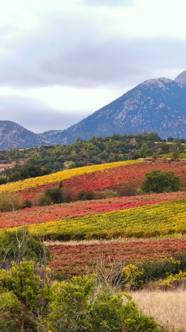 Filari di Barbera su colline ondulate in autunno