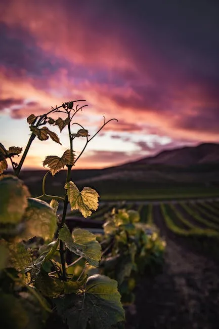 rameau de vigne au premier plan, rangées de vignes du Piémont